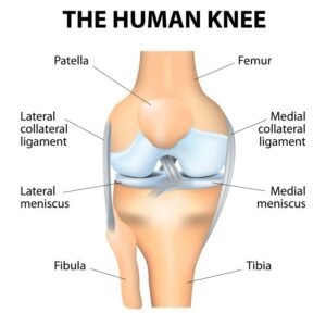 Knee Anatomy and Cartilage tears Buxton and Bakewell Osteopathy Clinic