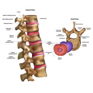 vertebral endplate