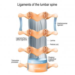 lumbar spine ligaments