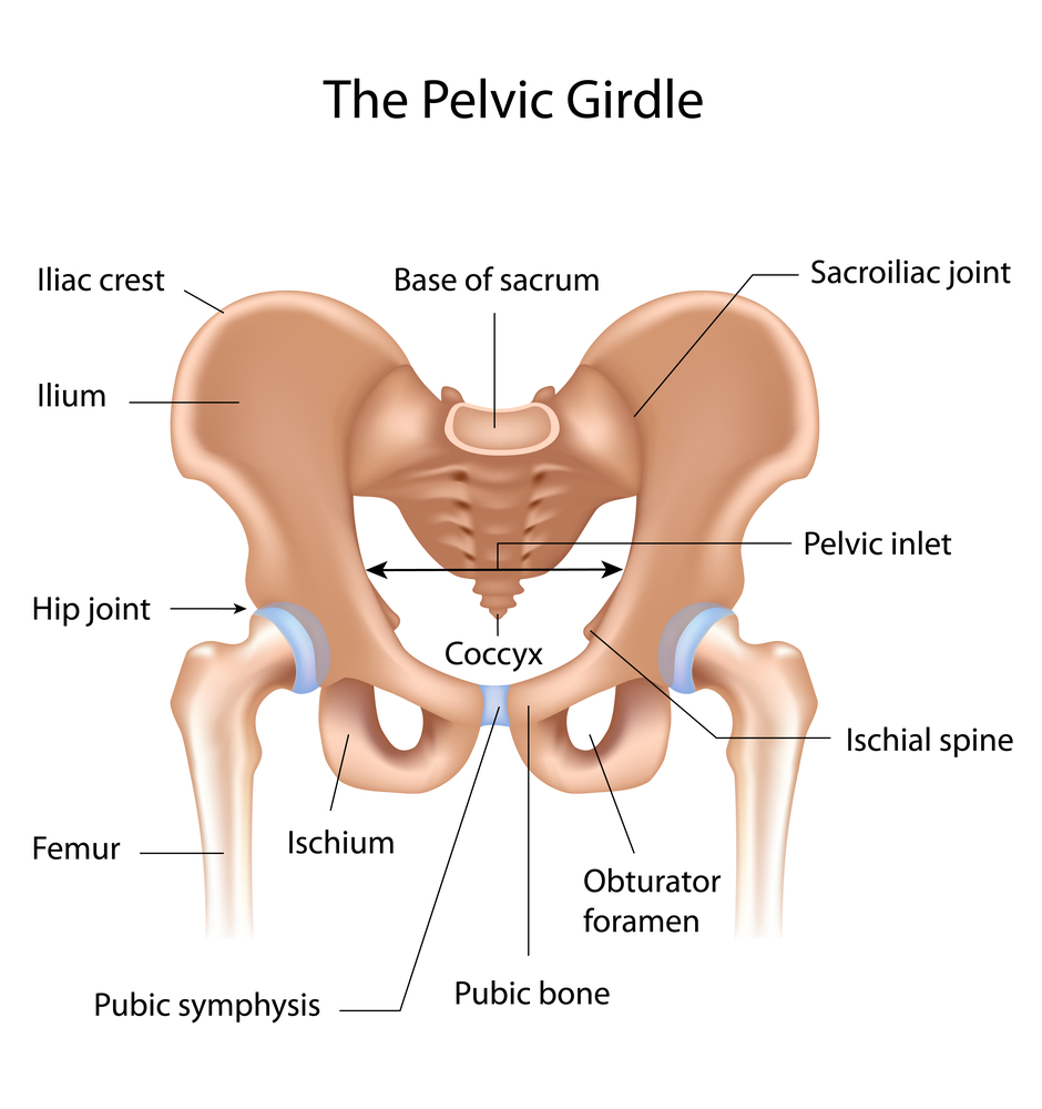 Body Ready Method - Pain in the pubic bone? It's called SPD (symphysis  pubis dysfunction) and it can be absolutely awful for those who experience  it😣! But there is hope 🙌 !