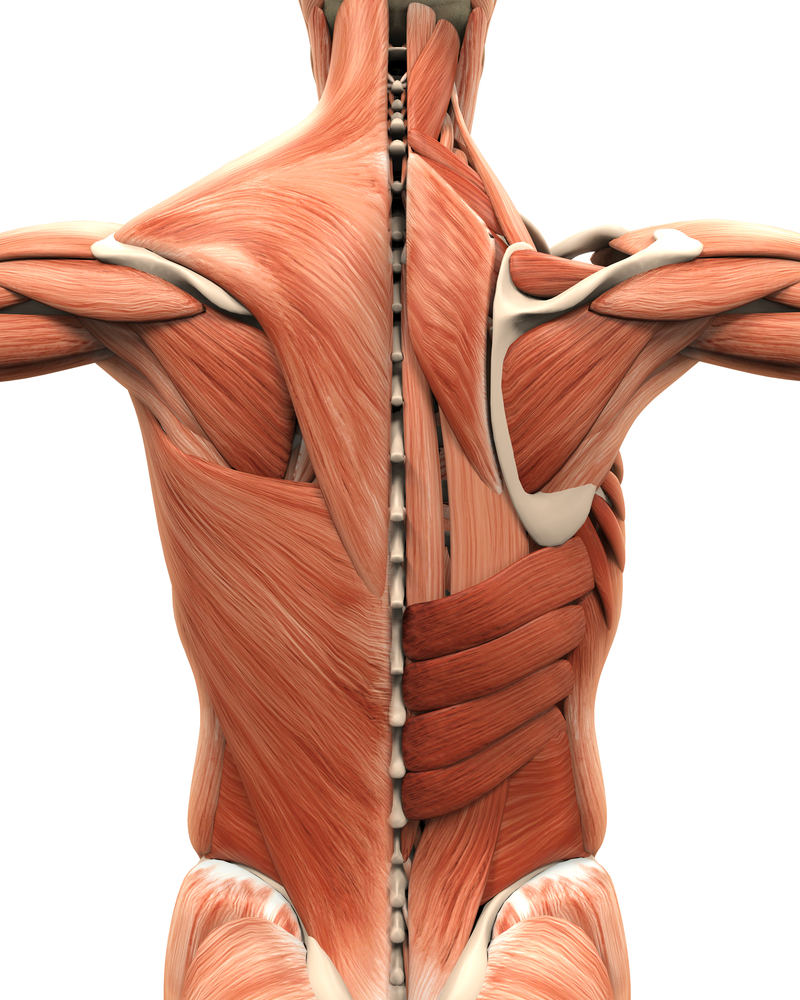 Muscle and ligament pain in the lower back