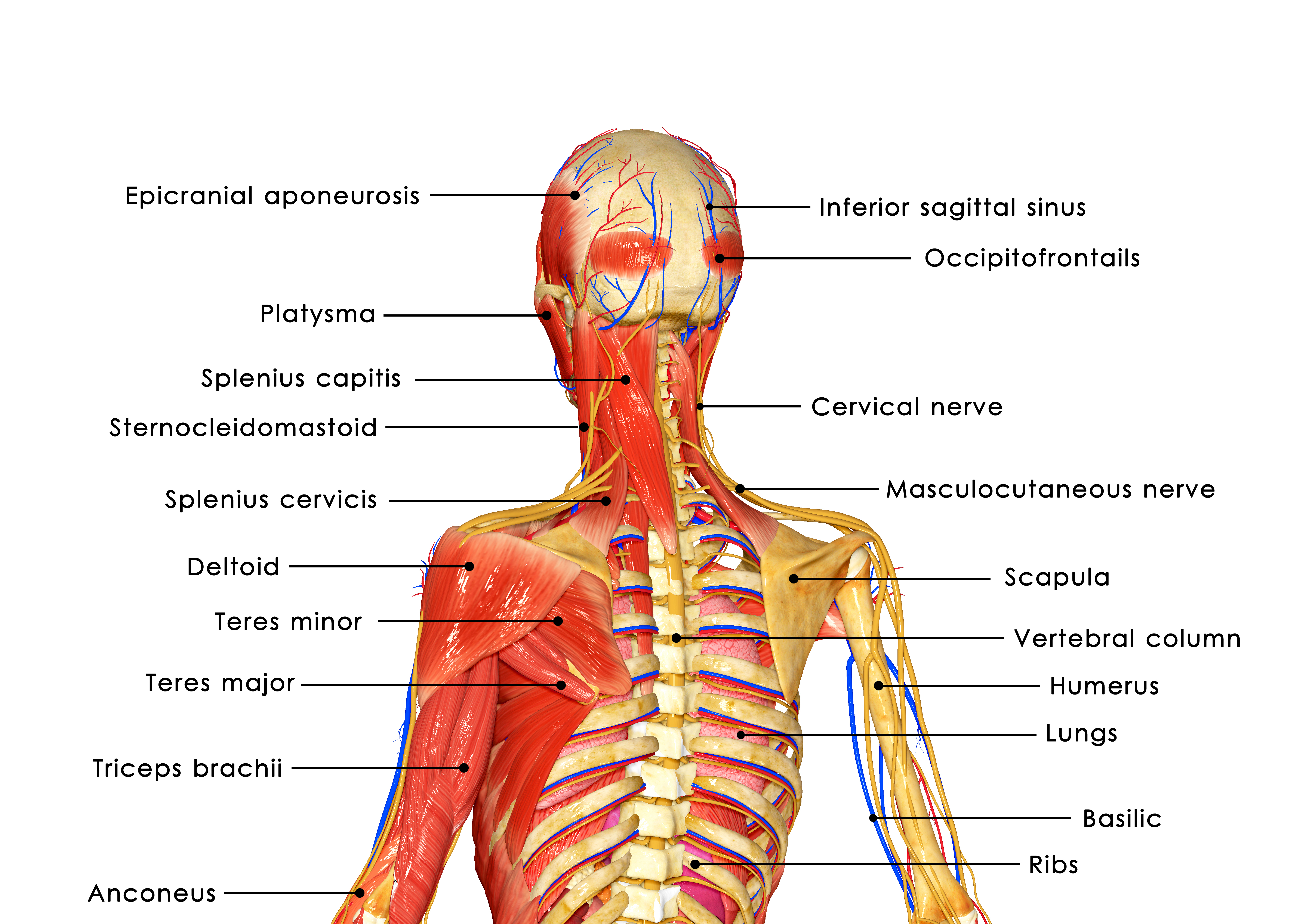 posterior neck muscle anatomy