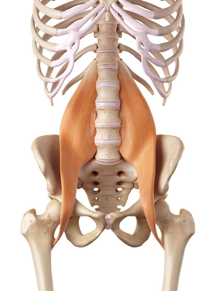 Lower Back Pain Muscles Ligaments Buxton Osteopathy Clinic