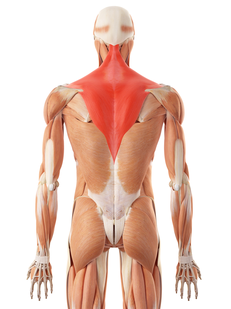 Muscle and ligament pain in the lower back