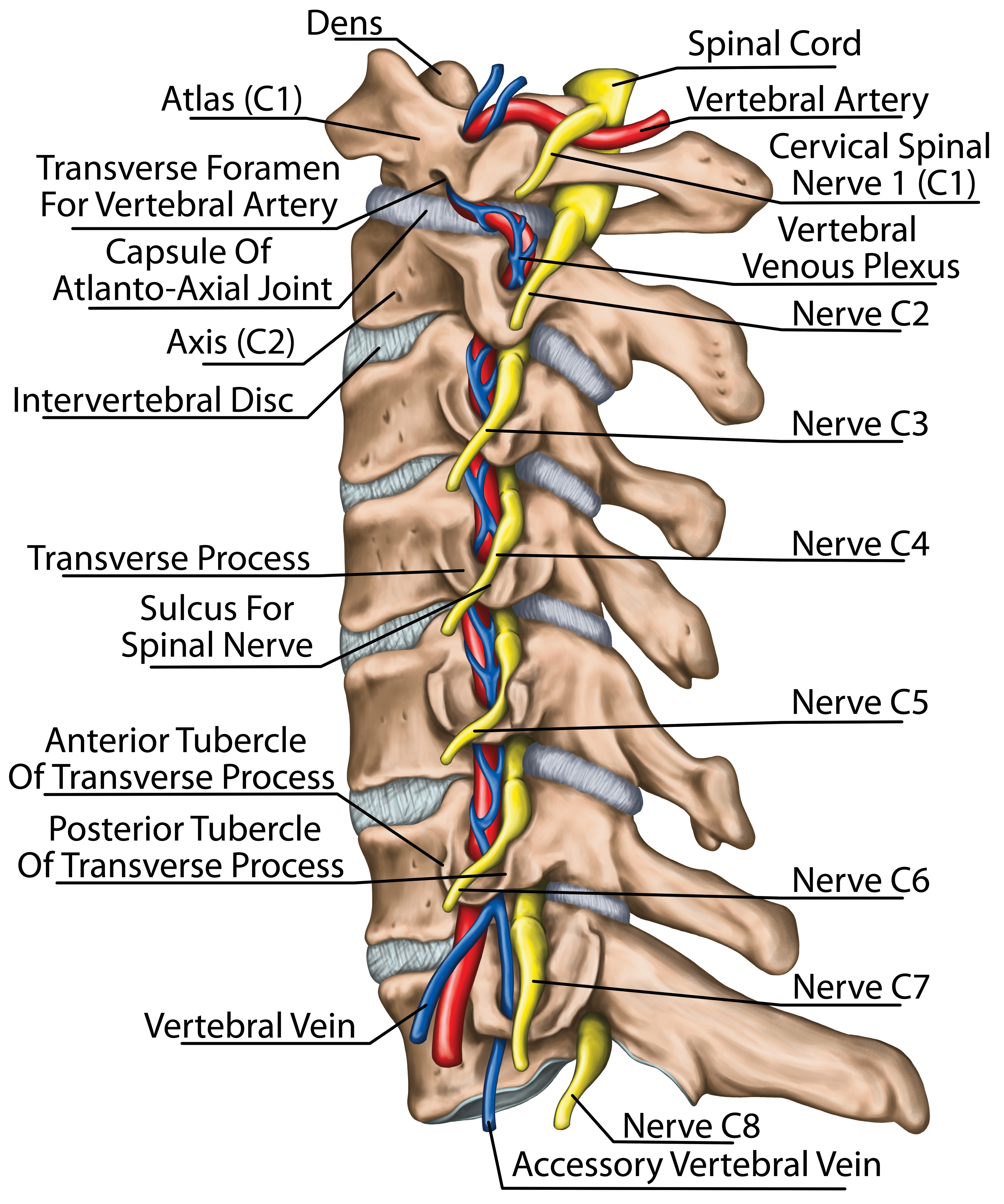 Cervical Spine анатомия и физиология