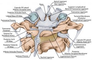 neck ligament injuries