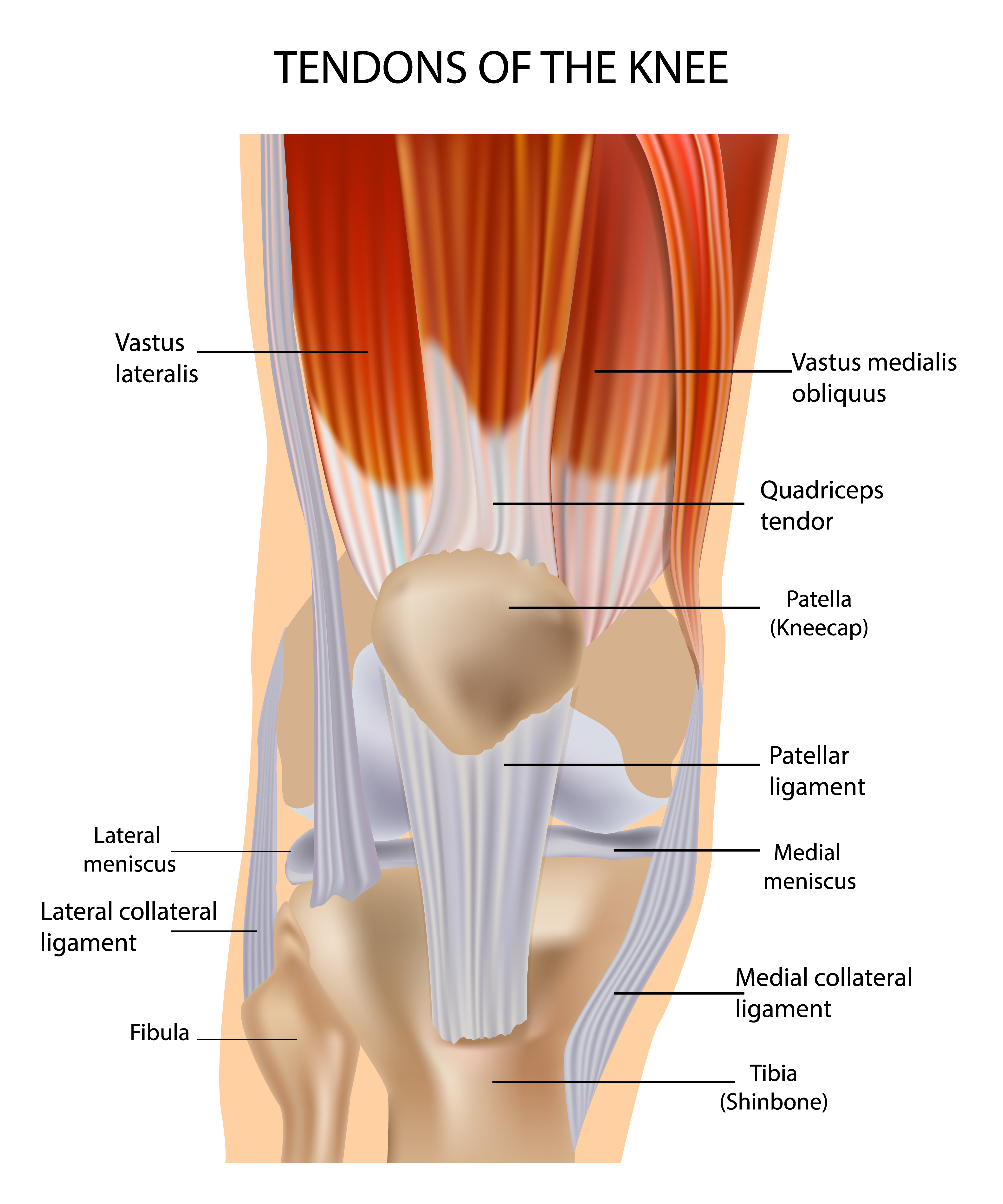 knee cap muscles