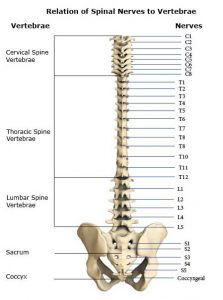 trapped nerves spine