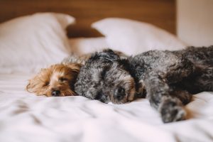 Why we Sleep