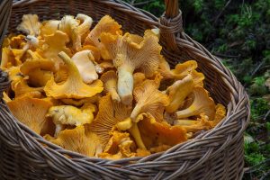 Mushrooms can inhibit neurodegeneration