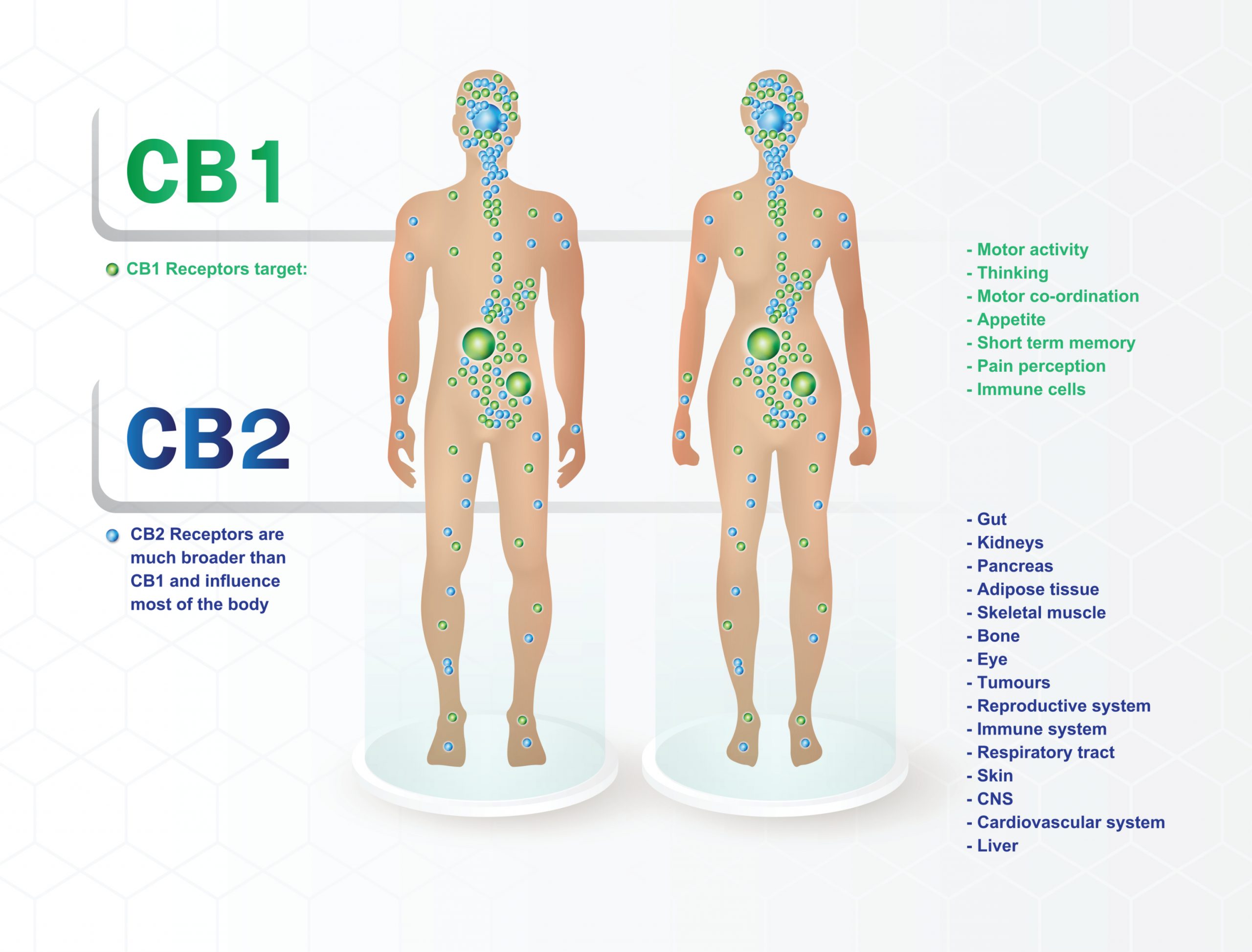 Four Types of Cannabinoid Receptors and How They Work