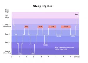 The Cycles of Sleep