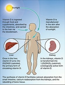 Vitamin D Status and Immune System
